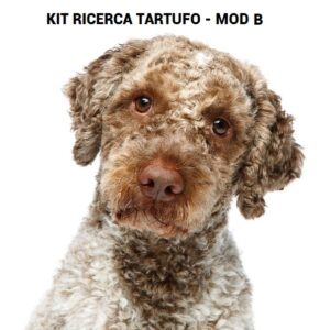 beautiful young lagotto romagnolo dog isolated on white background