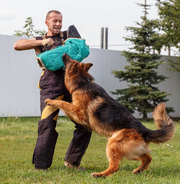 The dog instructor conducts the lesson with the German Shepherd dog. The dog protects its master.