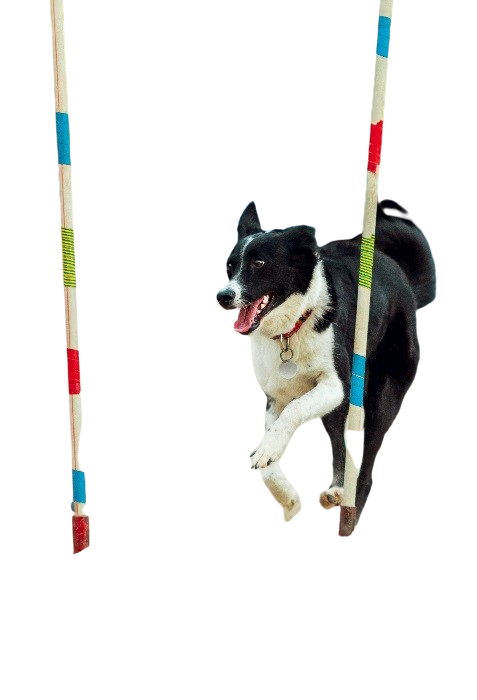 cane che salta in agility dog