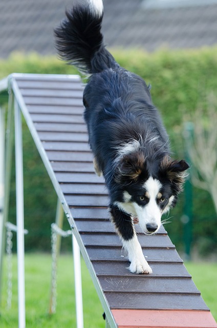 agility dog cane in passerella