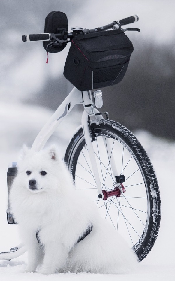 cane con scooter sulla neve
