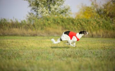 Il Coursing: uno sport da Levrieri