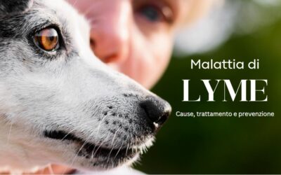 Malattia di Lyme nei cani: cause, trattamento e prevenzione